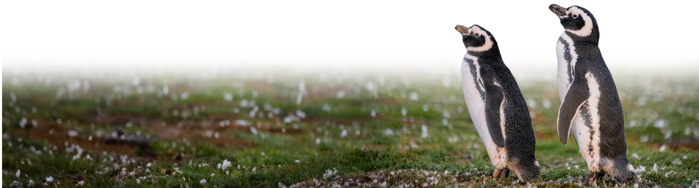 image background